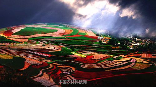 一县一品,云南东川特色农产品大蒜